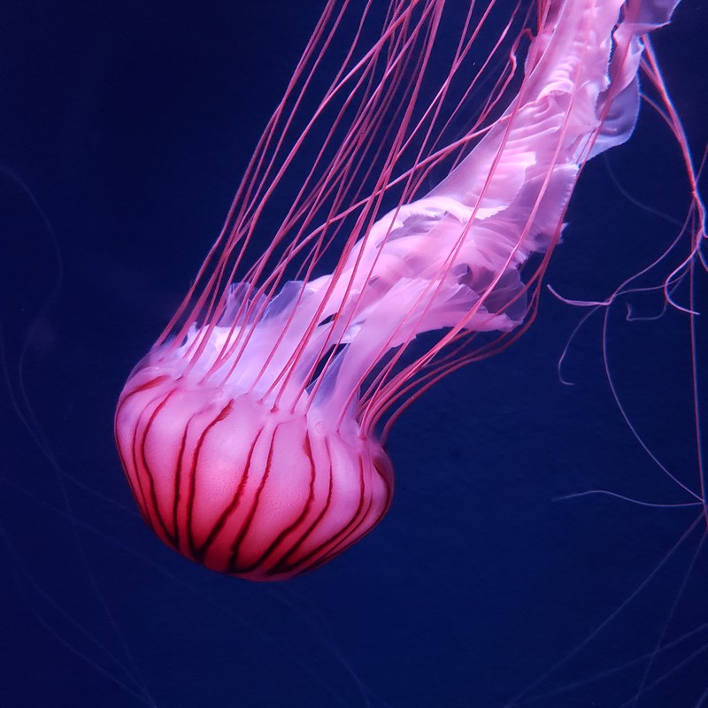 海边奇遇·水母观察日记