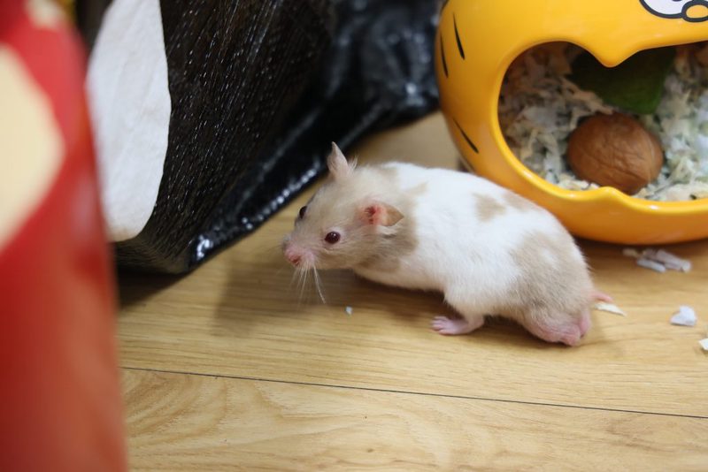 小仓鼠的日常·意外的惊喜与挑战