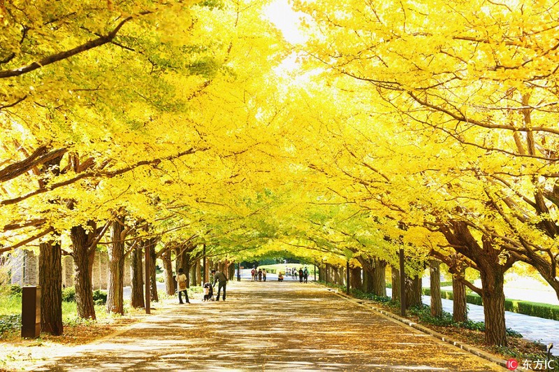 秋天的脚步，我找到了吗？