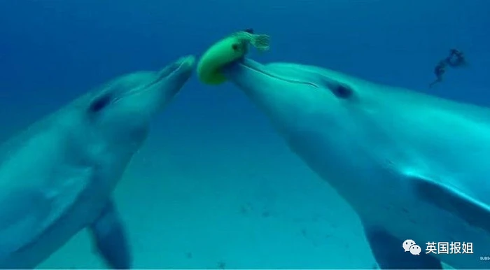 海豚的深情低语—海洋深处的情话