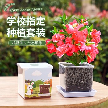 凤仙花的悄悄话