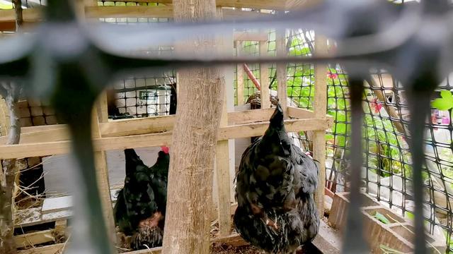 母鸡下蛋日记 母鸡下蛋日记