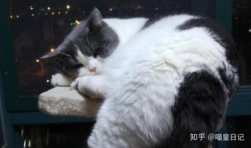 猫总日记丨今天，我和猫咪的温馨日常