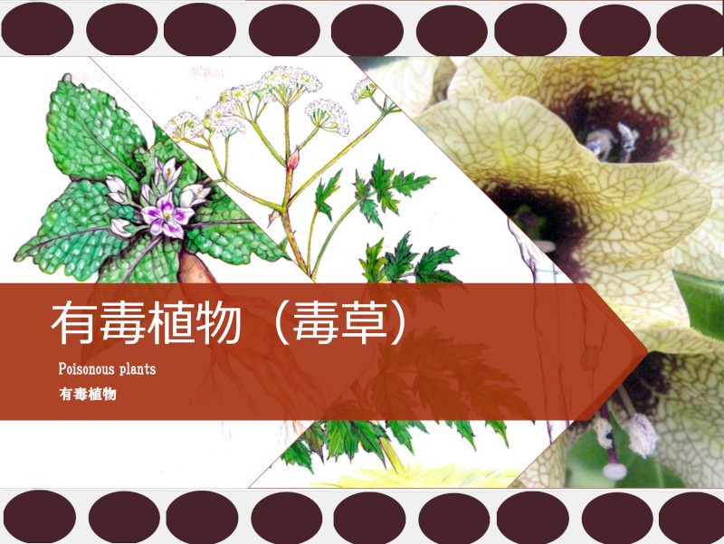 葡萄在阳台发芽了…