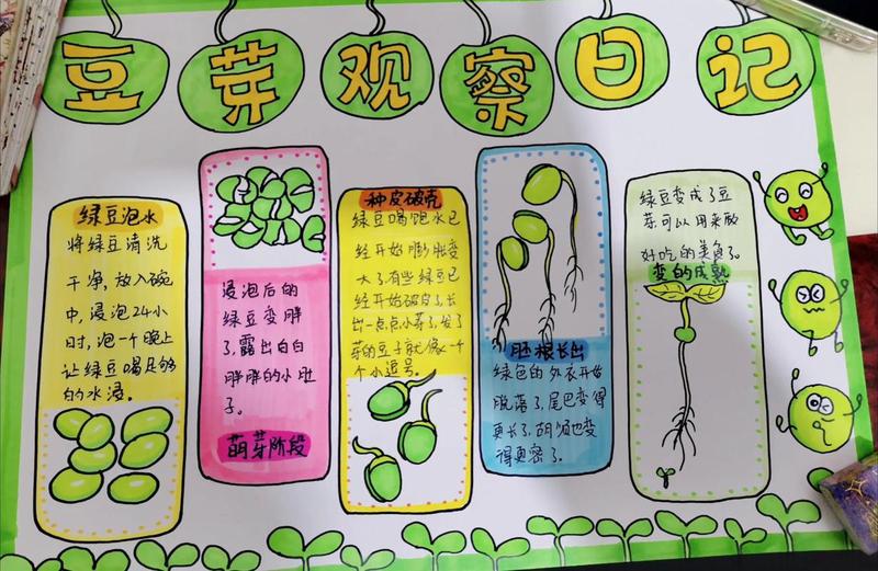 小豆芽生长日记