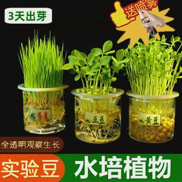 一颗干瘪的红豆，竟然真的发芽了？