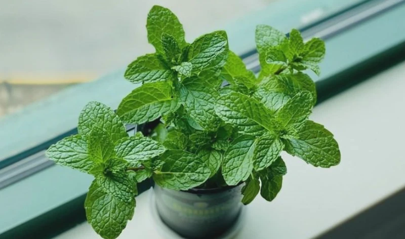 薄荷生长日记：从种子到绿意盎然