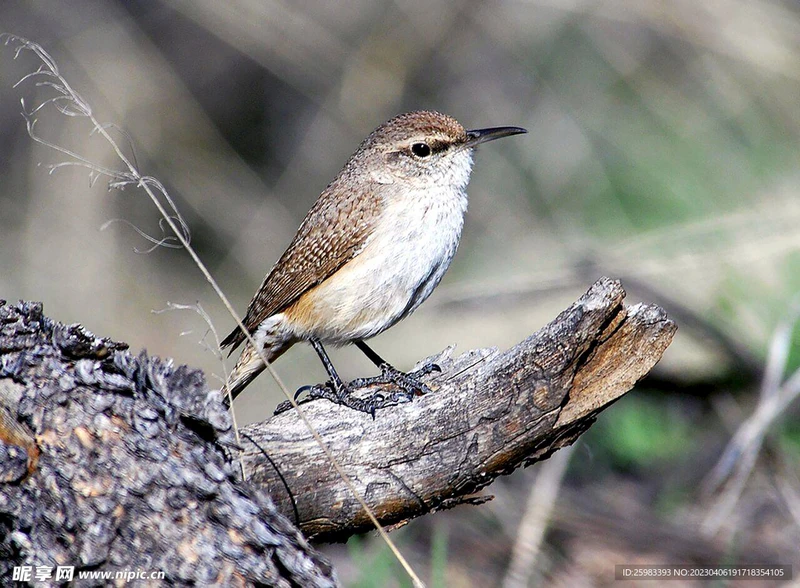 与小鸟的午后邂逅！