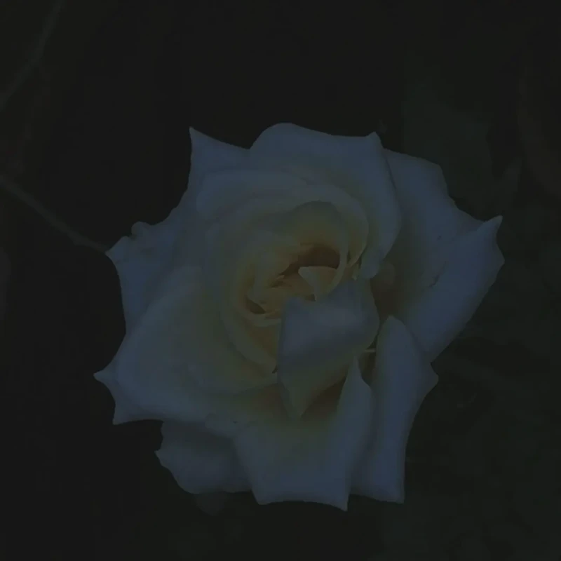 五句短得像呼吸的情话？