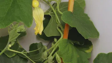 阳光下的南瓜小苗,我的种植日记? 阳光下的南瓜小苗,我的种植日记?