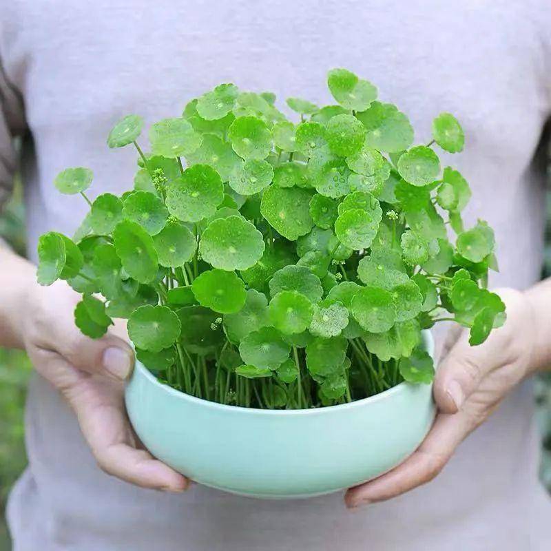 铜钱草在窗台上的小日子! 铜钱草在窗台上的小日子!