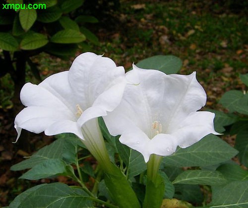 白色曼陀罗花的情话丨爱的纯洁与永恒