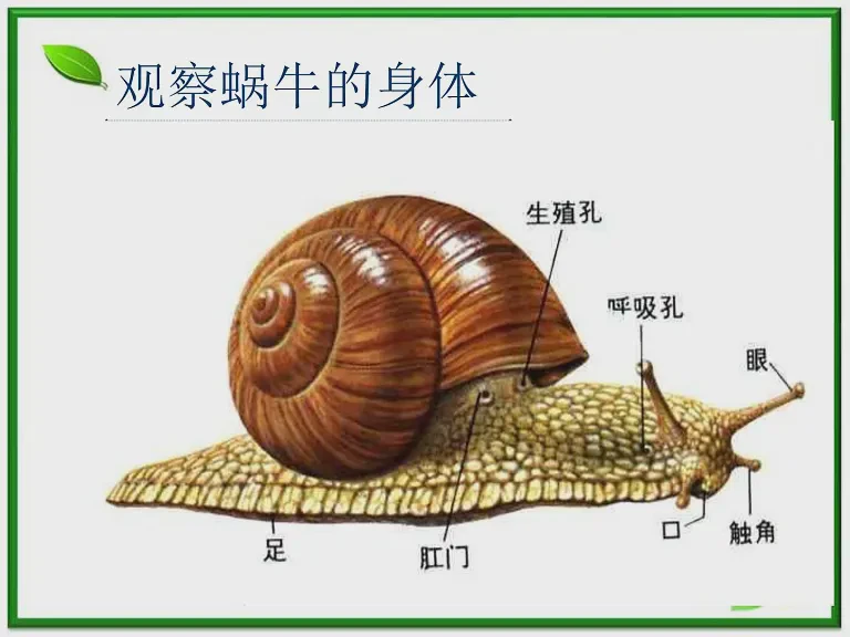 蜗牛的慢动作电影