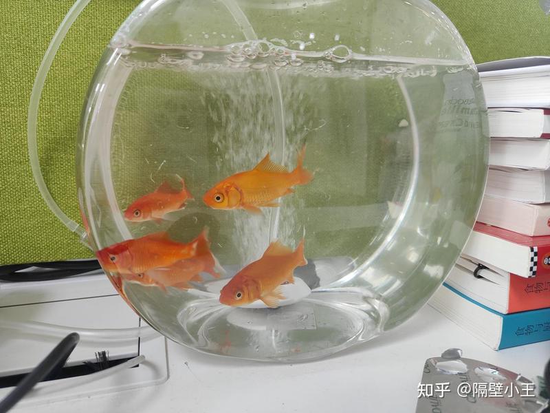 我家金鱼今天居然“打架”了？