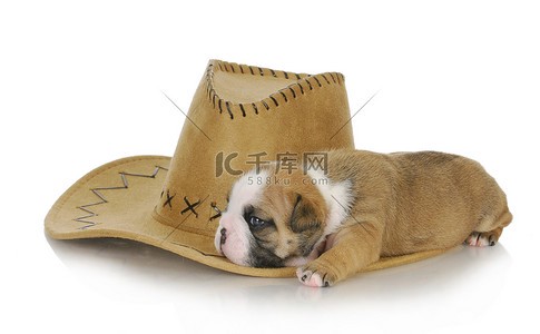 乡村的守护者｜月光下的忠诚