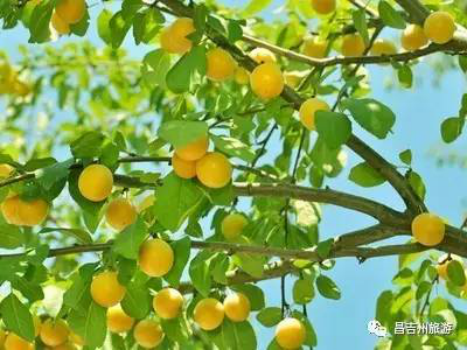 夏日里的小小奇遇｜与杏子的甜蜜邂逅