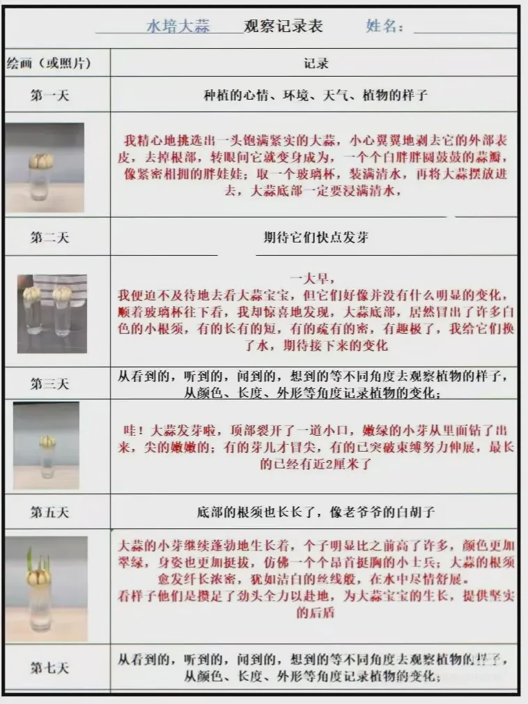 绿意盎然的日子｜我的水培植物观察日记