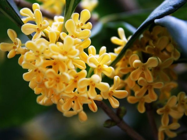 桂花香里说秋意！