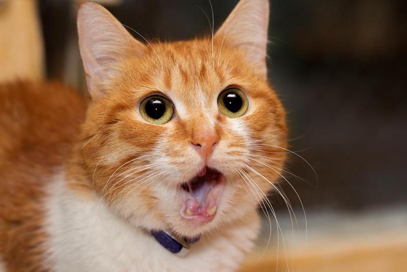 午夜猫叫·老屋的神秘访客