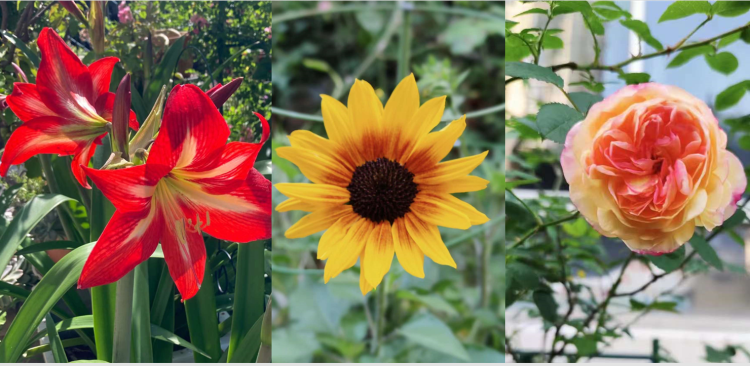 阳光下的花园小记… 阳光下的花园小记…