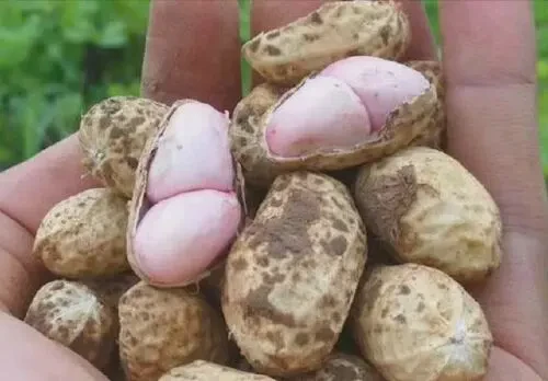 花生的生长日记·从泥土到收获的100天