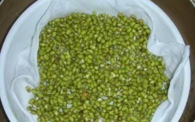 豆子终于冒头了，我却睡过头了