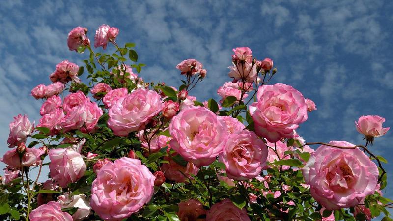 季节流转,情话如诗? 季节流转,情话如诗?