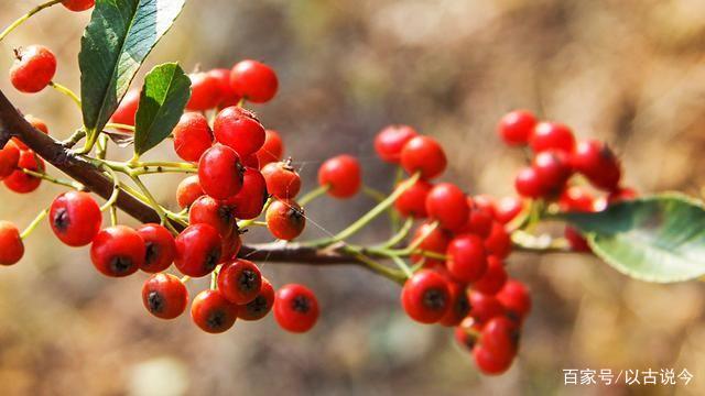 红豆日记—从种子到芽的七天