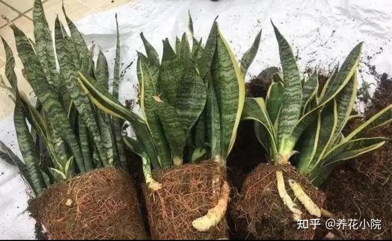 虎皮兰的新家 虎皮兰的新家