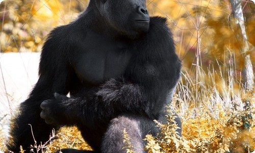 黄豆成长观察日记·生命的奇迹