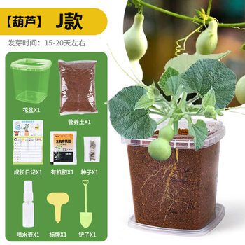 那盆倔强的太阳花？