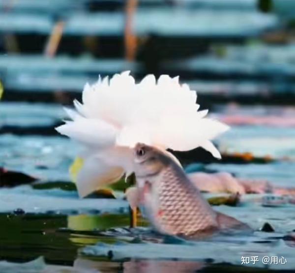 在时光的长河里，与你共舞鱼的浪漫！