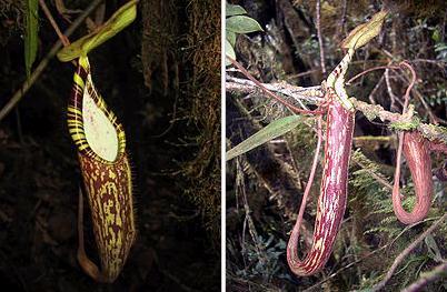 猪笼草观察日记—今天它又吃掉一只蚊子了