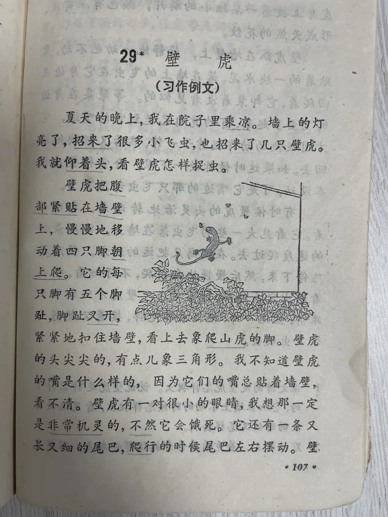 虫子的世界，我的小惊喜？