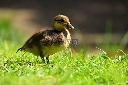 今天我终于学会游泳了