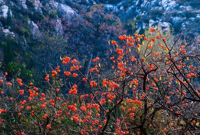 秋日的野餐与意外惊喜…