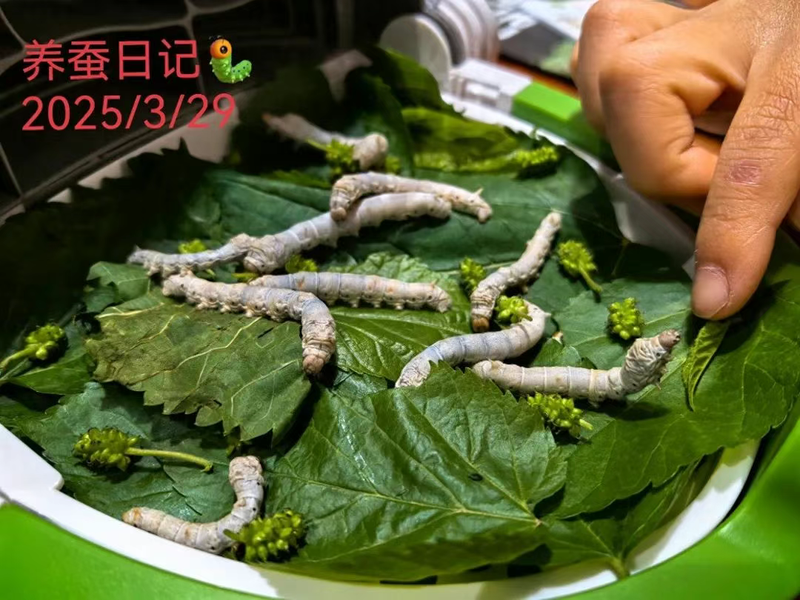 蚕宝宝成长记—我的观察日记怎么写