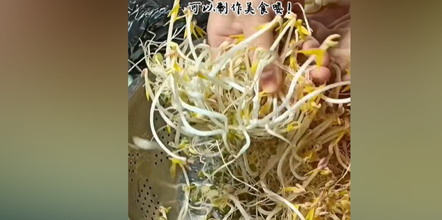 绿豆的奇妙小生命！