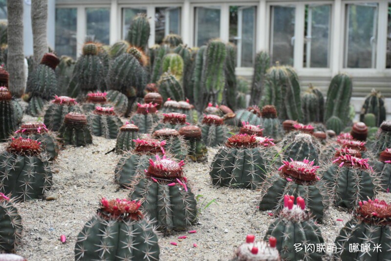 观察日记｜仙人球的奇妙变化