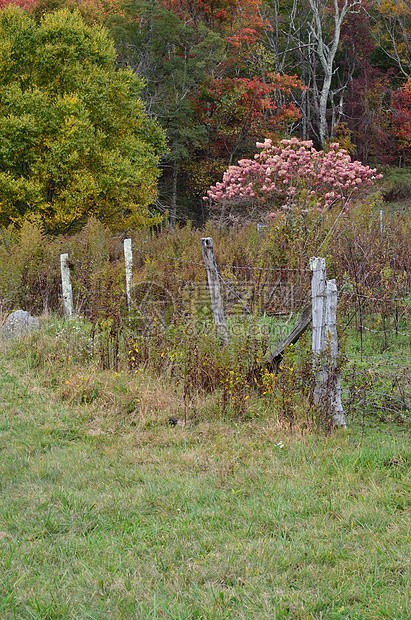 晨雾中的希望田野…