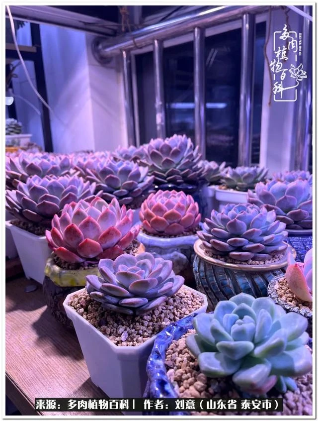 多肉植物的奇妙旅程！