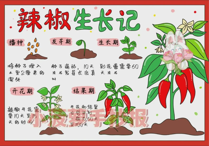 辣椒生长观察日记丨从种子到绿意盎然