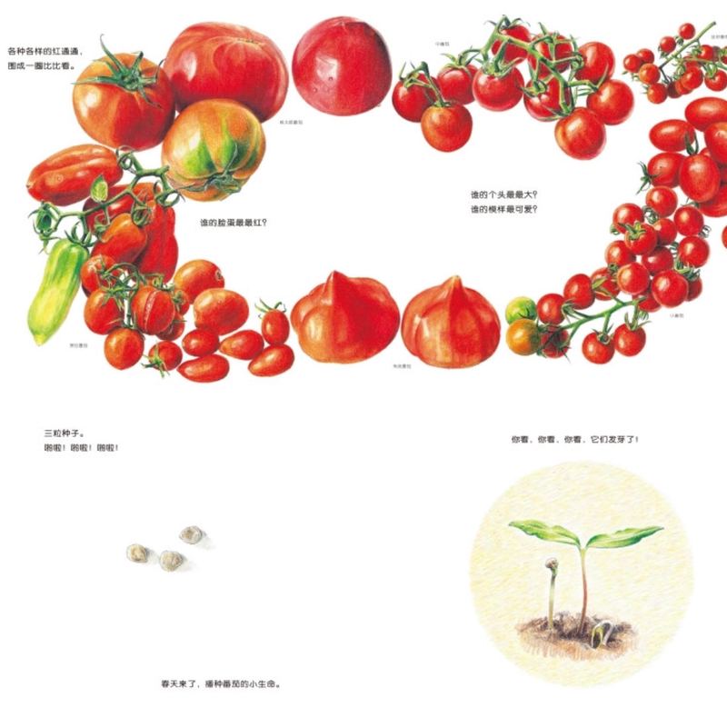 超市货架上的红与褐—番茄和土豆的厨房奇遇