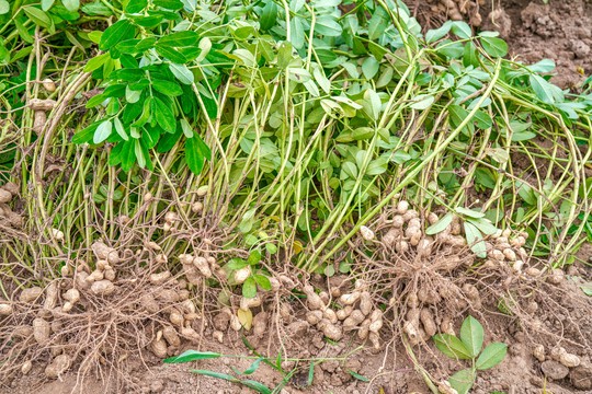 秋日的田野，一颗汗水一颗金豆？