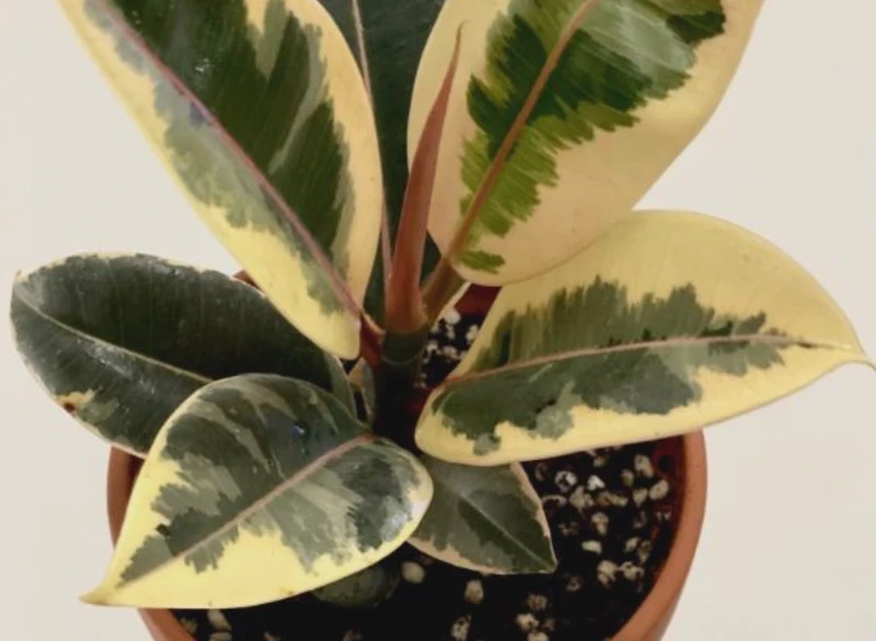 橡皮树的观察日记｜绿色的守护者