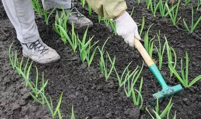 种大蒜的小确幸… 种大蒜的小确幸…