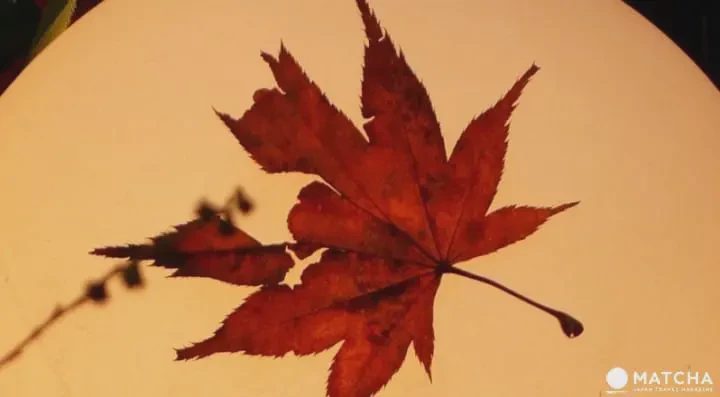 秋意渐浓丨寻找秋天的足迹