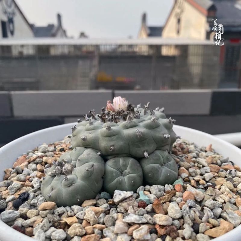 仙人球的奇妙小世界？