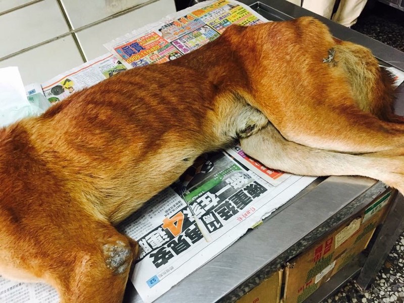 大嘴狗巴纳比｜一场意外的冒险