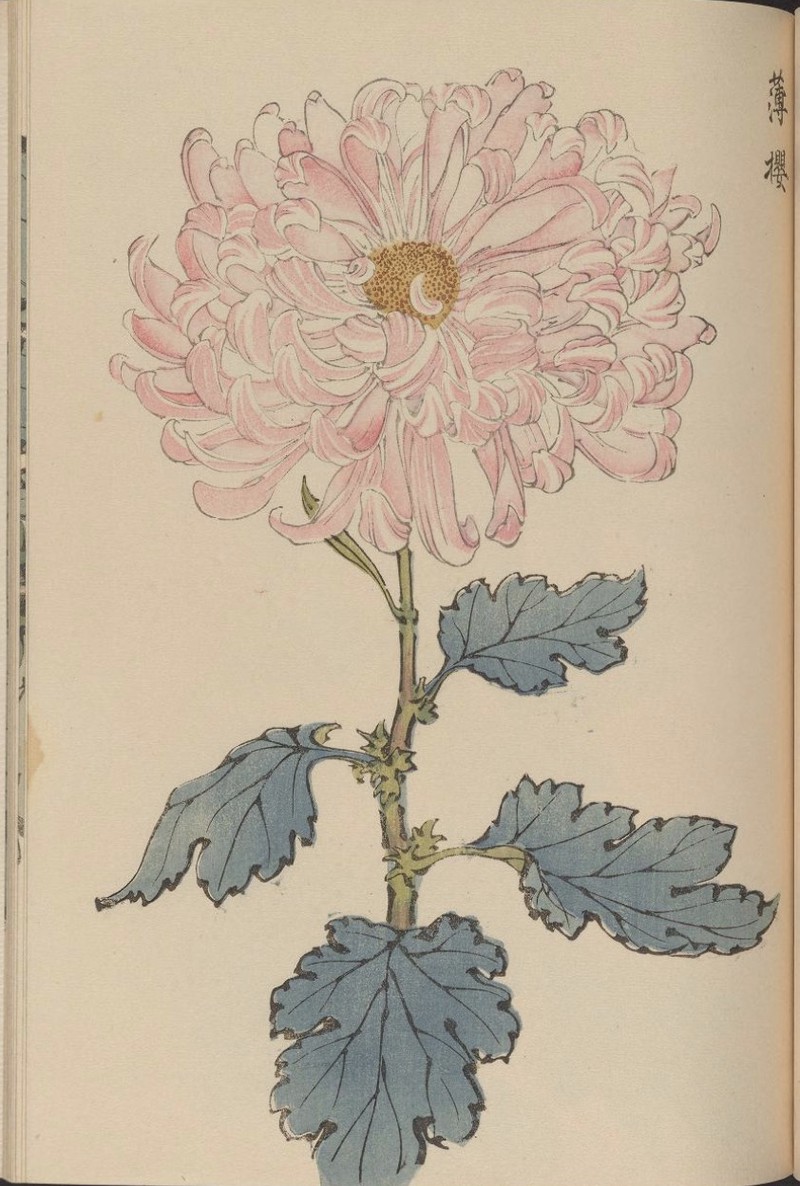 菊花日记—今天又看到那盆枯萎的花